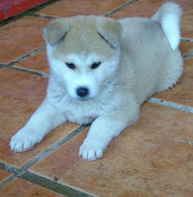akita inu.jpg