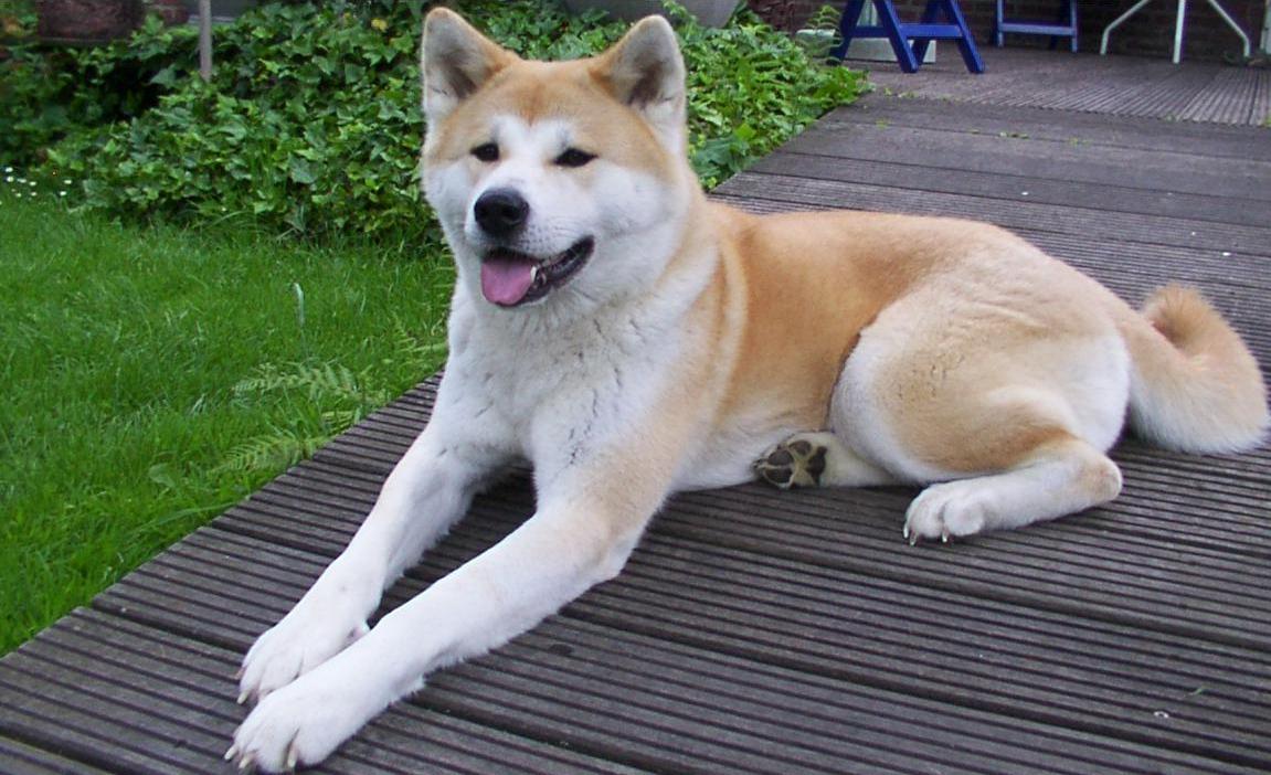 akita-inu.jpg