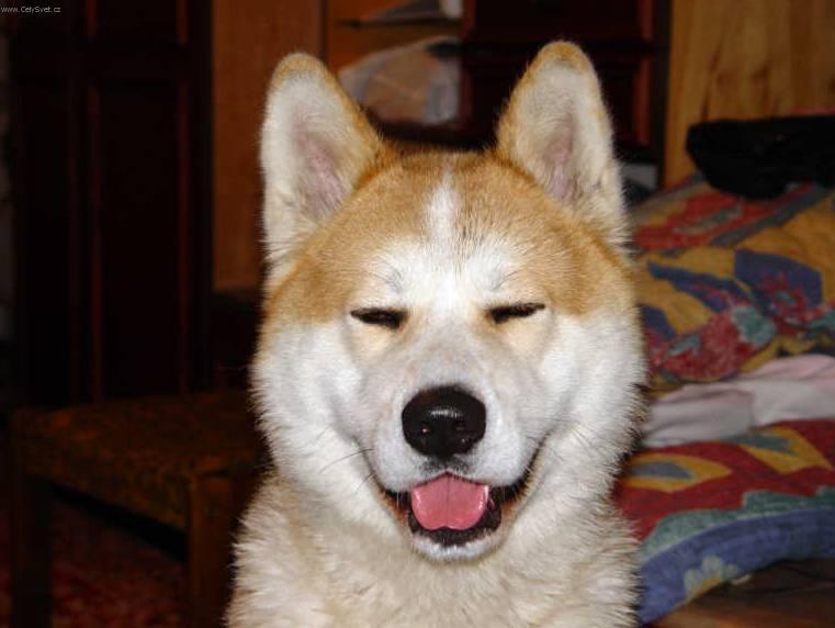 akita_1.jpg