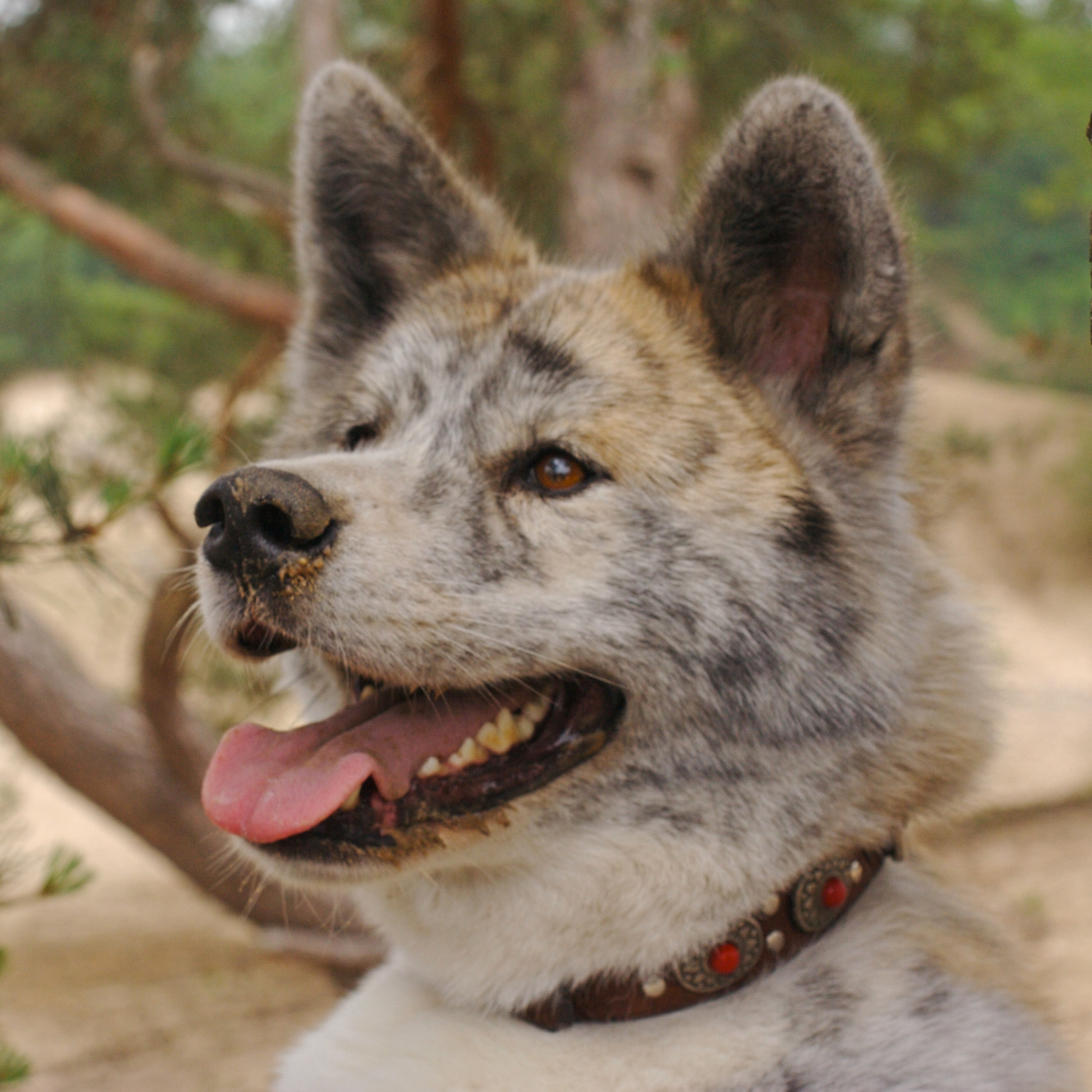 Akita_Inu_brindle_portrait.jpg