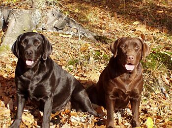 labrador.jpg