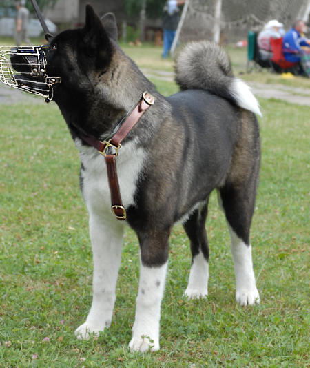 akita-inu-dog-muzzle-husky-alaska-malamut-muzzle1.jpg