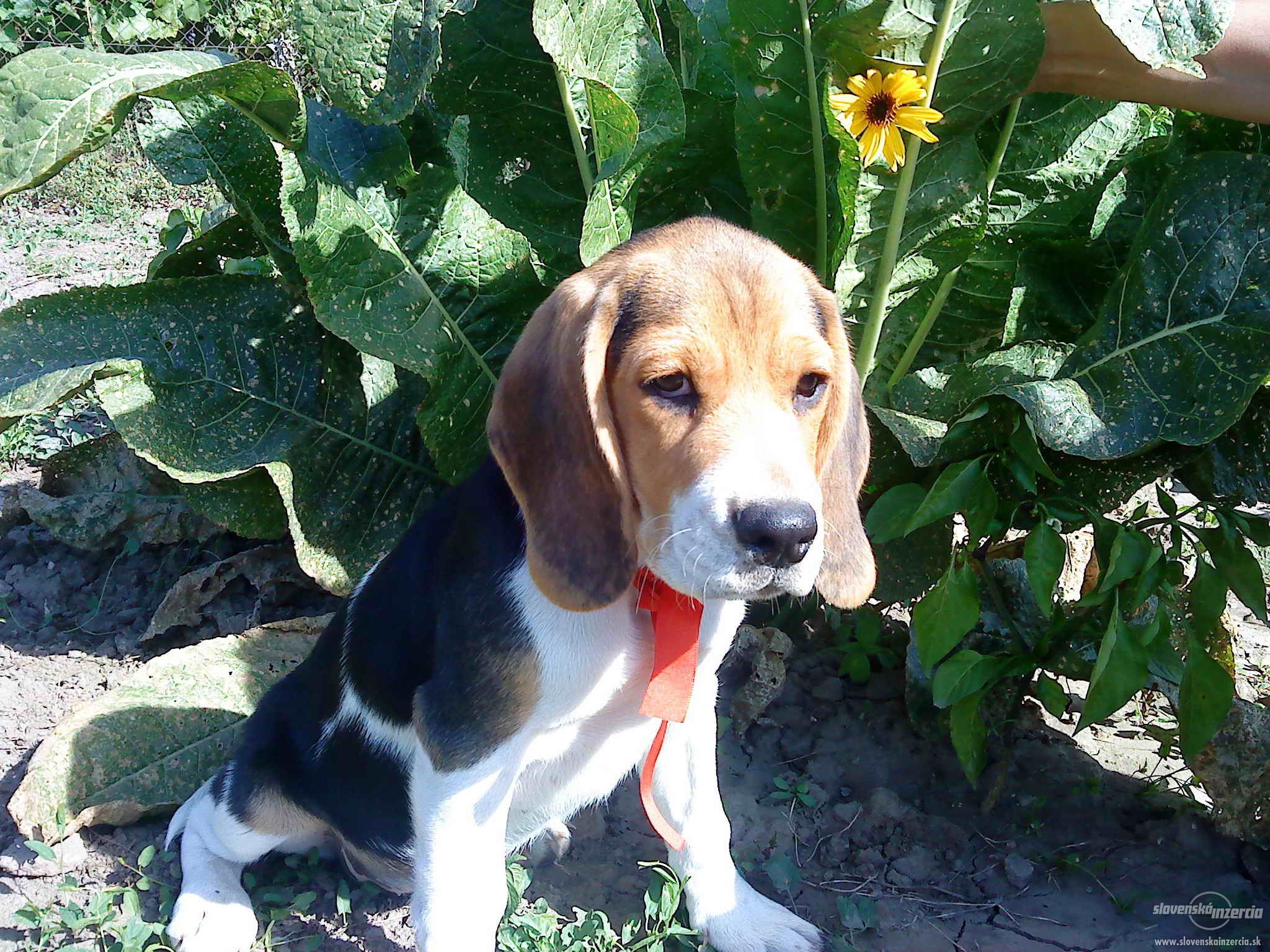 1140544-bigel-bigl-beagle-beagl-1.jpg