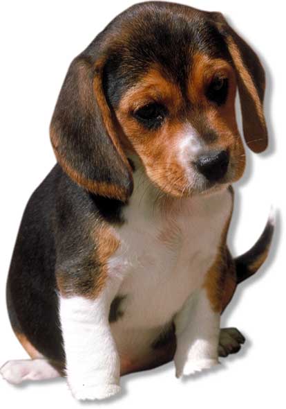 beagl.jpg