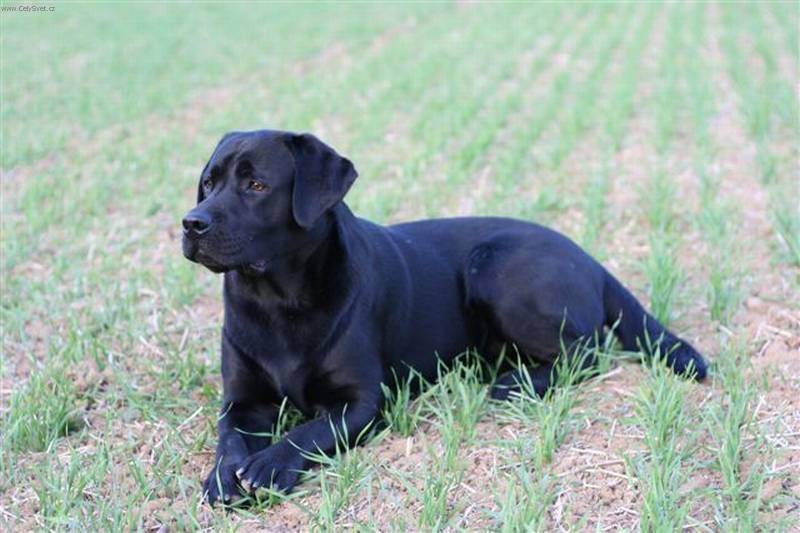 labradorsky-retrivr_2.jpg