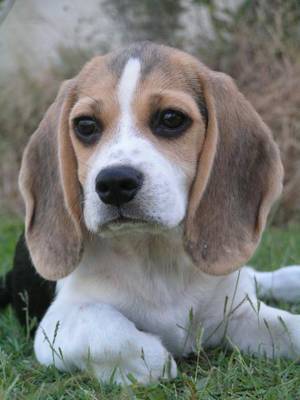 beagle_pup_2.jpg