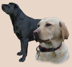 labradorsky-retrivr.jpg