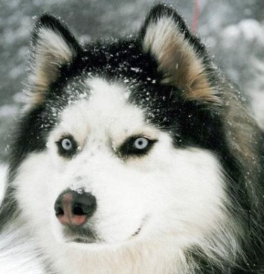 husky.jpg