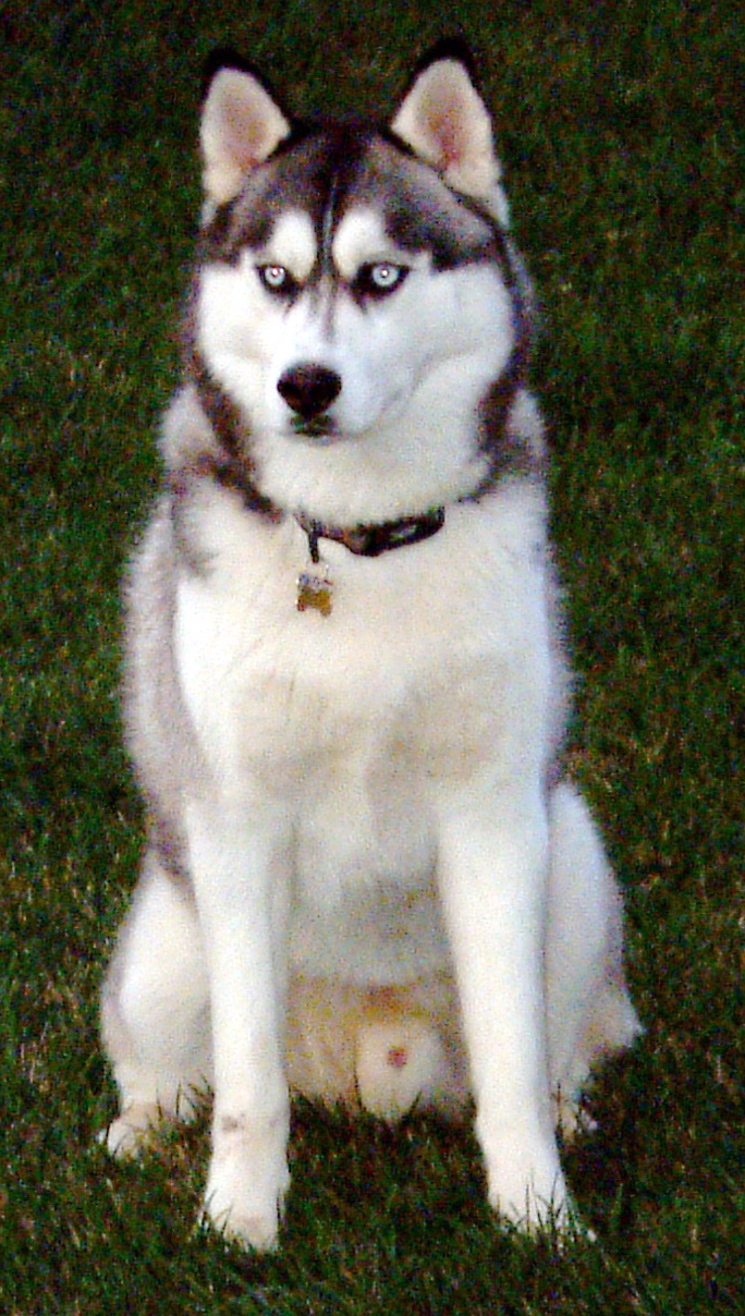 Siberian_husky.jpg