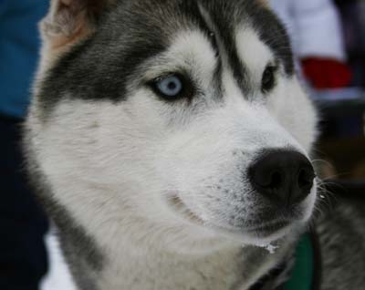 Huskey1.jpg
