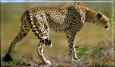 gepard1.jpg