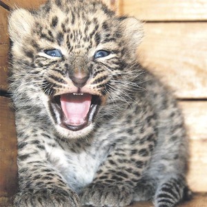 mlade_levhart_zoo_sip-300.jpg