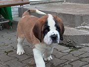 180px-Kaya2004.jpg