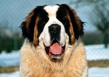 12775_max350x350.jpg