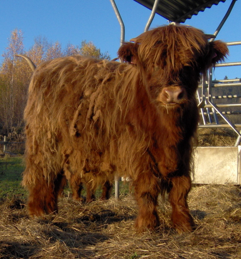 1108%20005_490.jpg