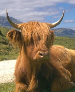 highland5.jpg