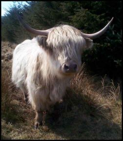 highlandcow.jpg