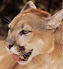 puma.jpg