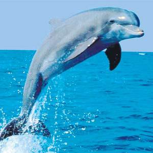delfin_balt_sip-300.jpg