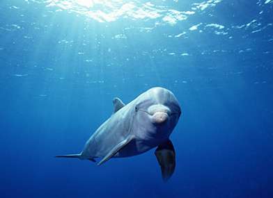 delfin_skakavy.jpg