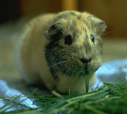 guinea.jpg