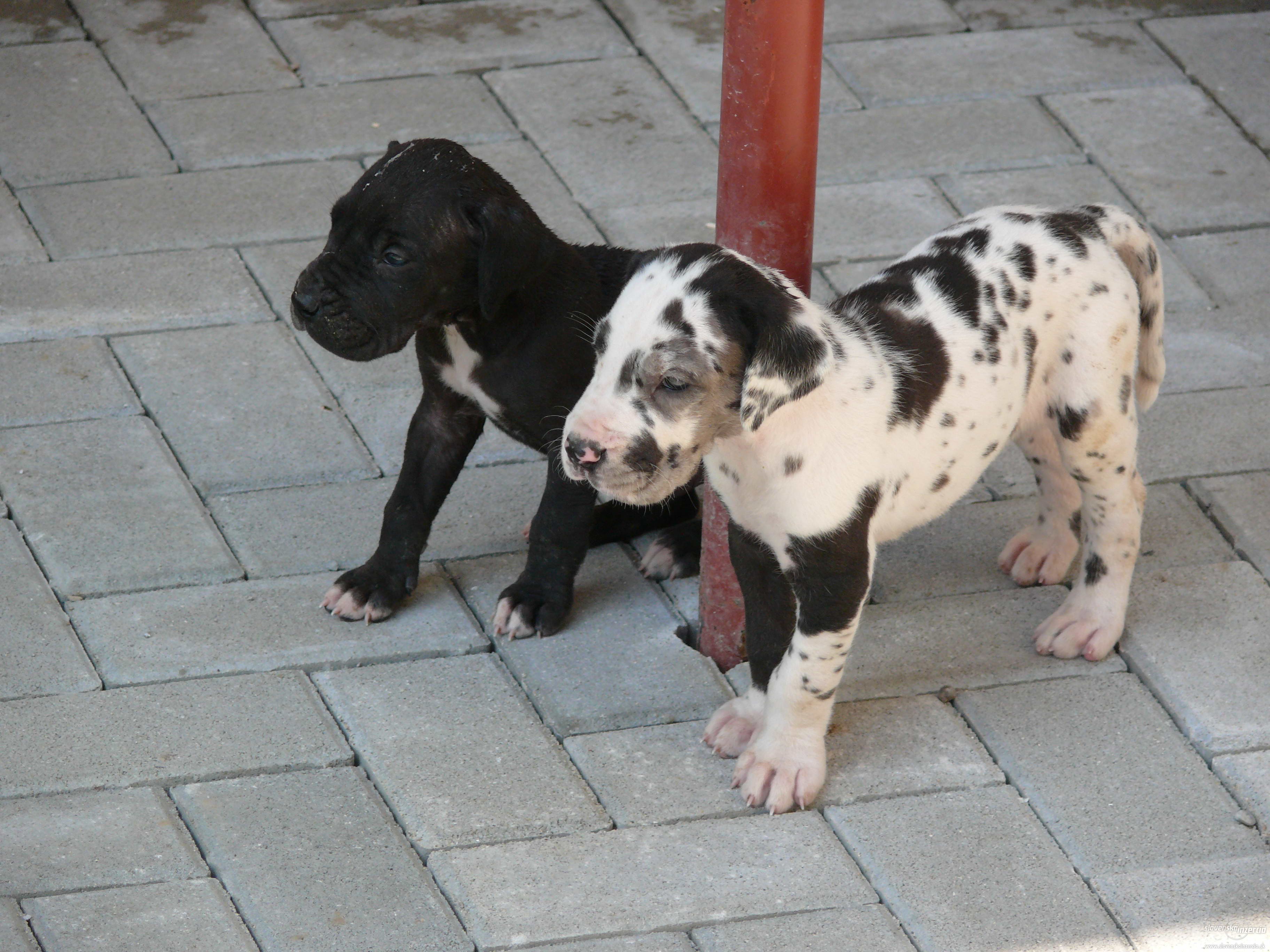 1112013-nemecka-doga-s-pp-1.jpg