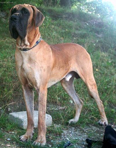 chovatelska-stanice-psu-nemecka-doga-rendog-1.jpg