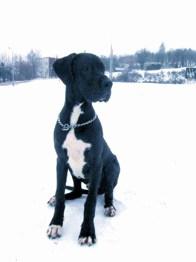 nemecka-doga_11.jpg