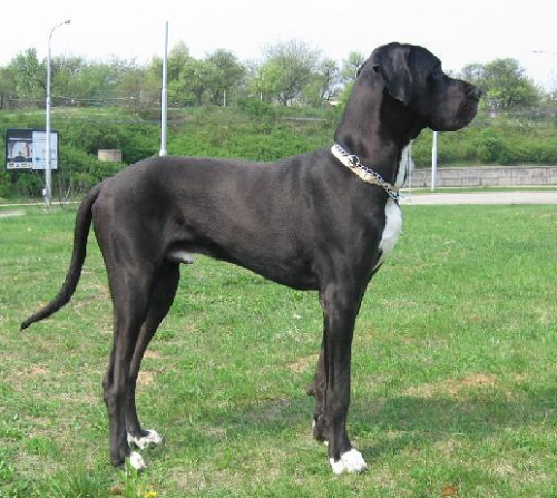 nemecka-doga_12.jpg