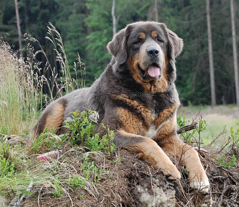 111-0-tibetska-doga.jpg