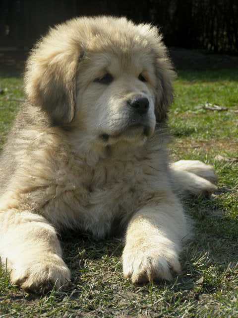 2009_03_30_12_35_17_Tibetska_doga_stenata_s_PP.jpg