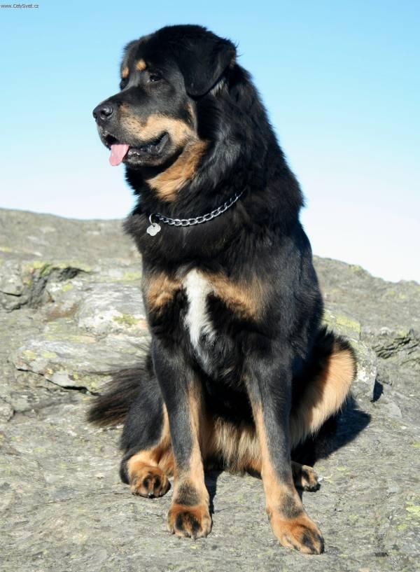 tibetska-doga_5.jpg