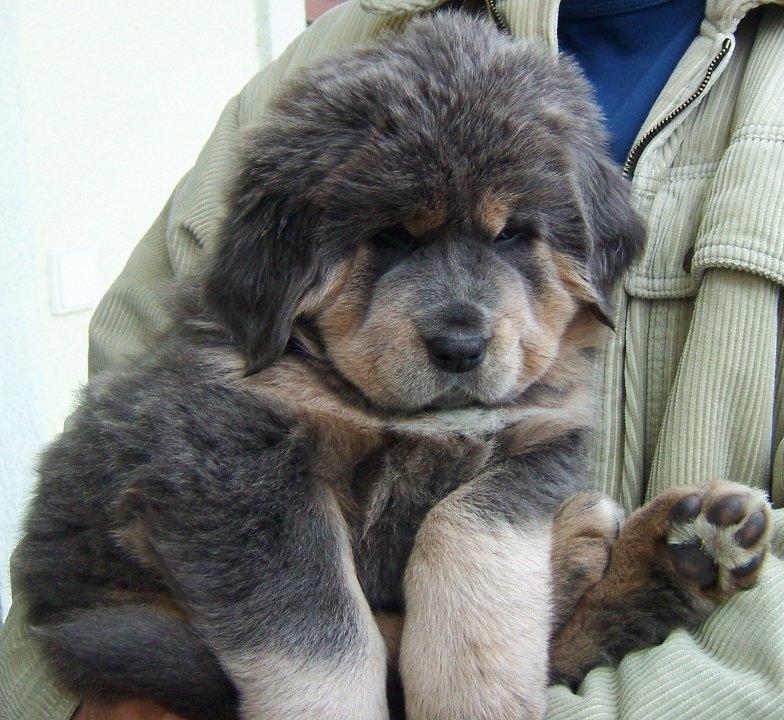 tibetska-doga_43.jpg