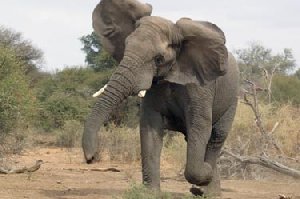 19_elephant7.jpg