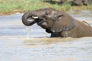 20_elephant4.jpg