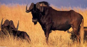 389_pakun-beloocasy-gnu-1.jpg