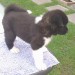 akita_puppies_06a_for_sale.jpg