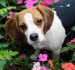 beagle-0036.jpg