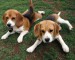 beagle-pups.jpg