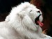 normal_White_Lion.jpg