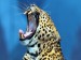 587_levhart-8-leopard.jpg